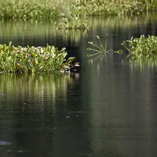 thumbnail for publication: Aquatic and Wetland Plants